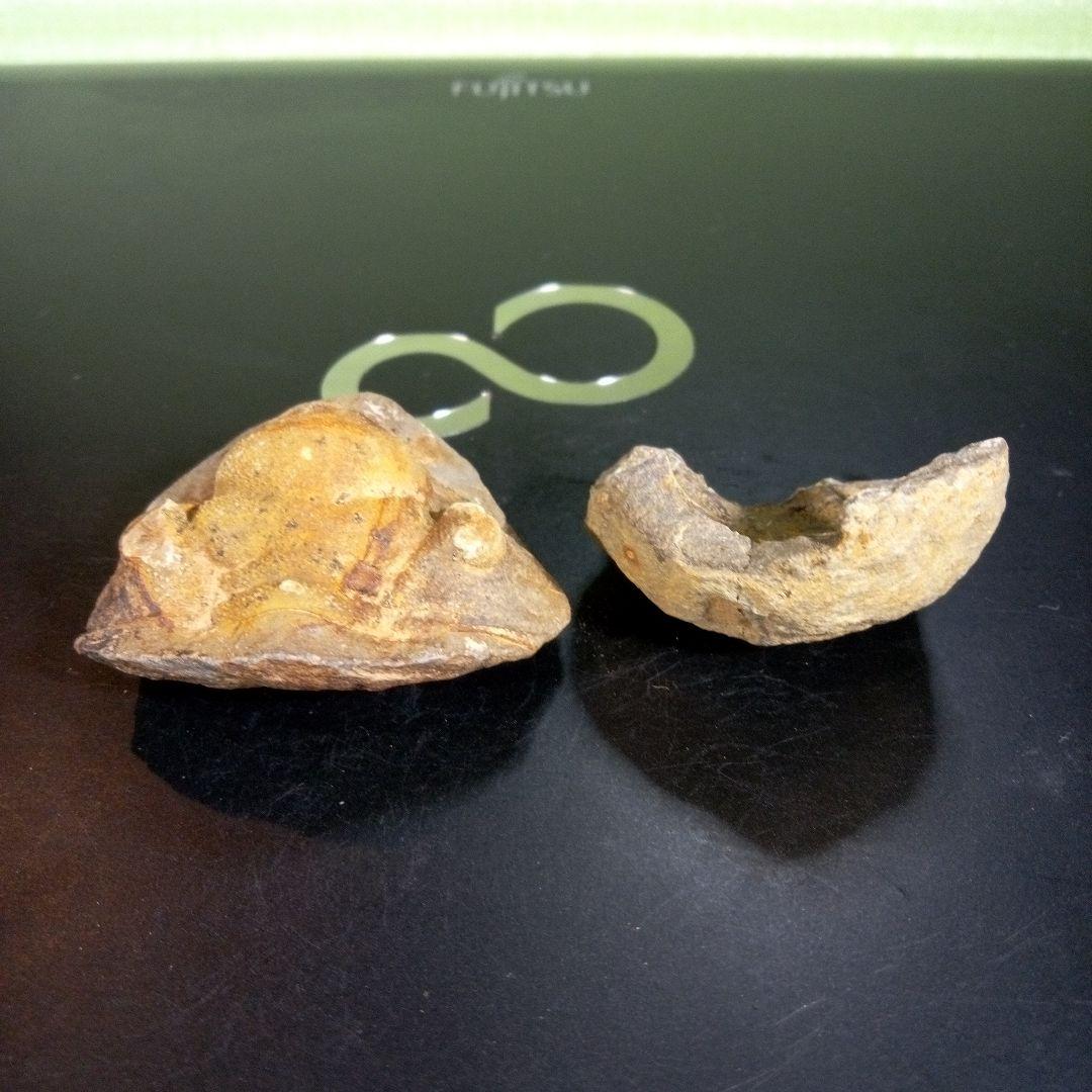 三葉虫　化石　fossil　海　ボリビア産　trilobite　ボリビア化石郡③