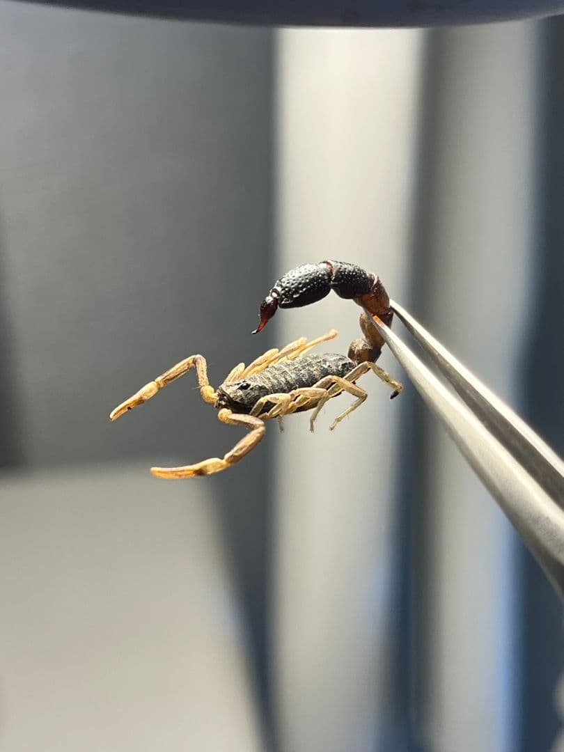 【噂ノ蠍】ピラーテイルスコーピオン サソリ キョクトウサソリ 標本　ムカデ