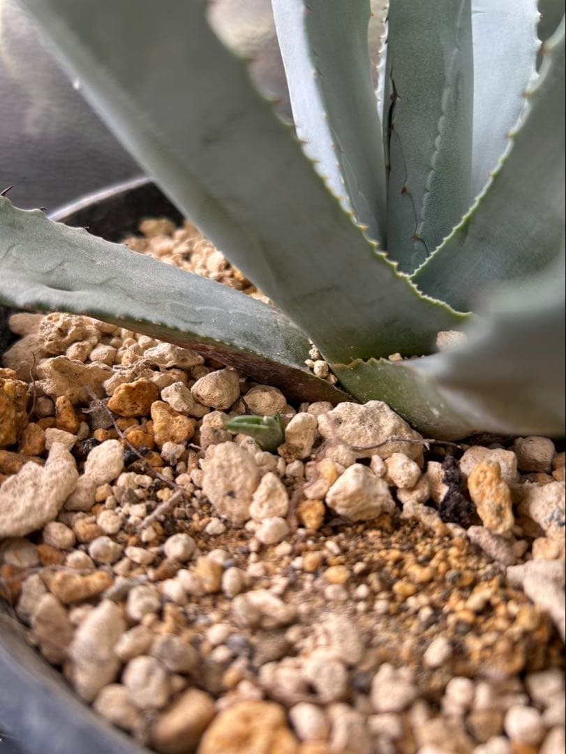 アガベ パリー ネオメキシカーナ F 実生株 約35cm鉢つき