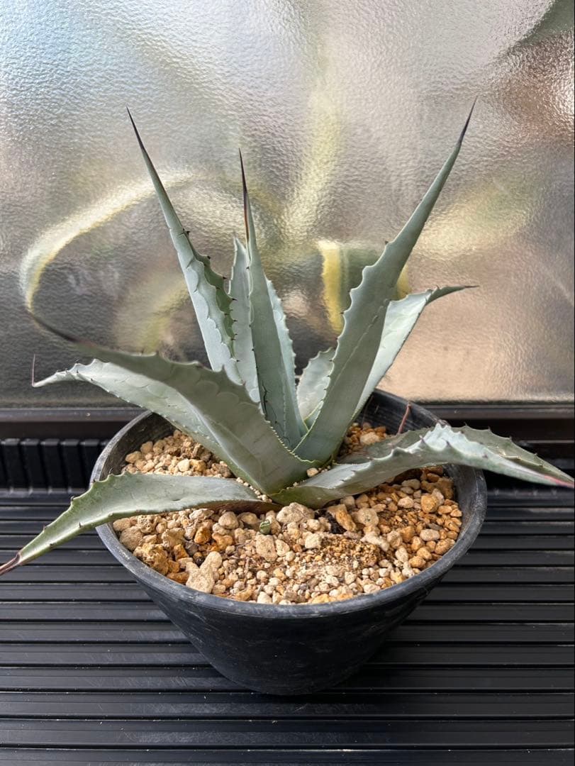 アガベ パリー ネオメキシカーナ F 実生株 約35cm鉢つき