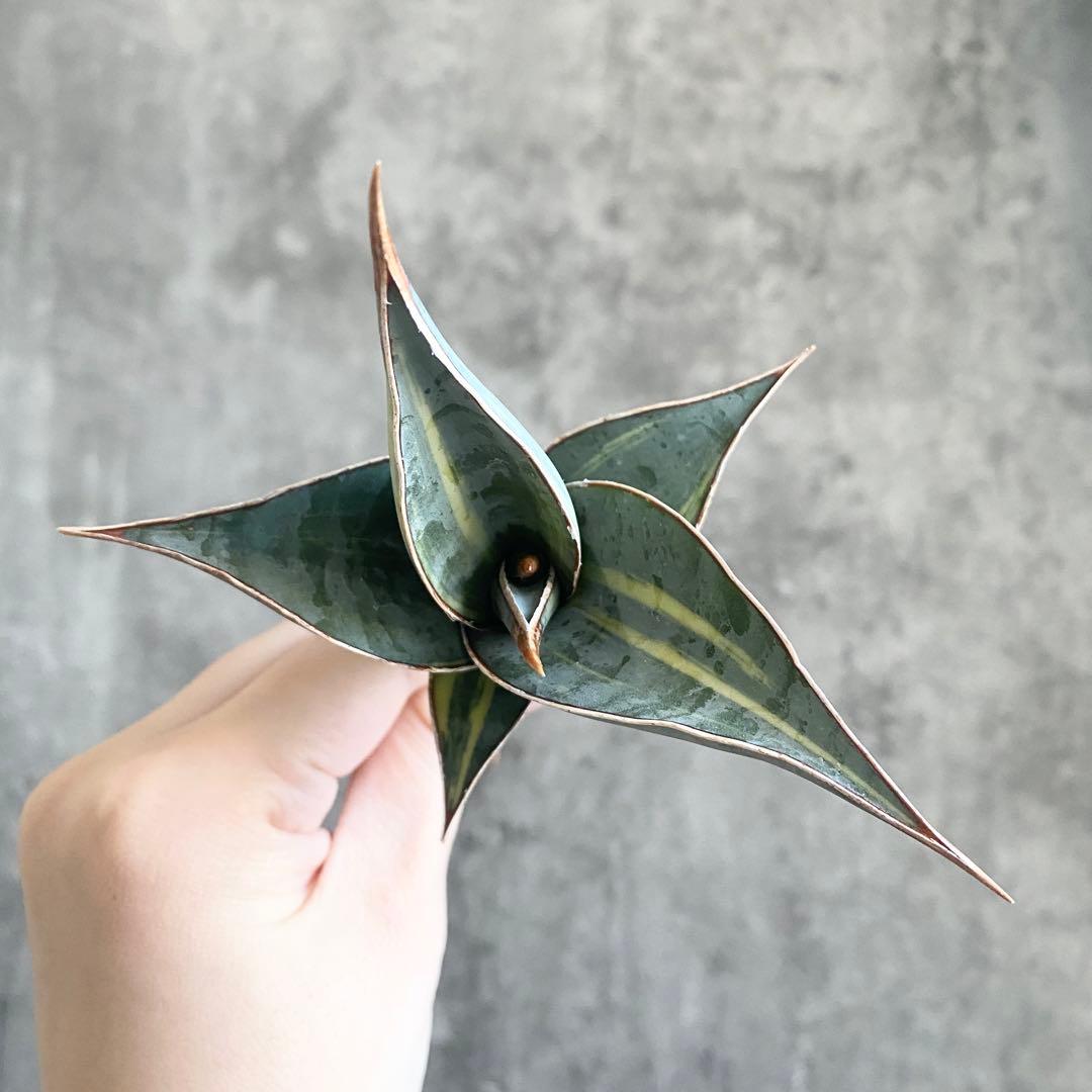 ス*ム様 S12734★オークション★サンスベリア ピングイキュラ ブラック 極