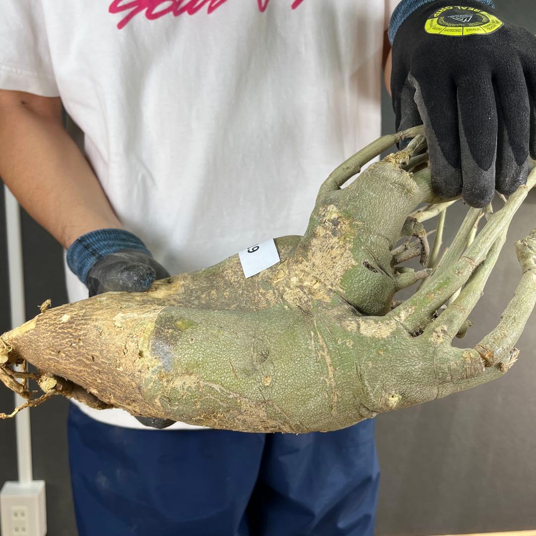 h*i様 19 激レア 超大株 アデニア ペチュエリー 現地球 鮮度抜群