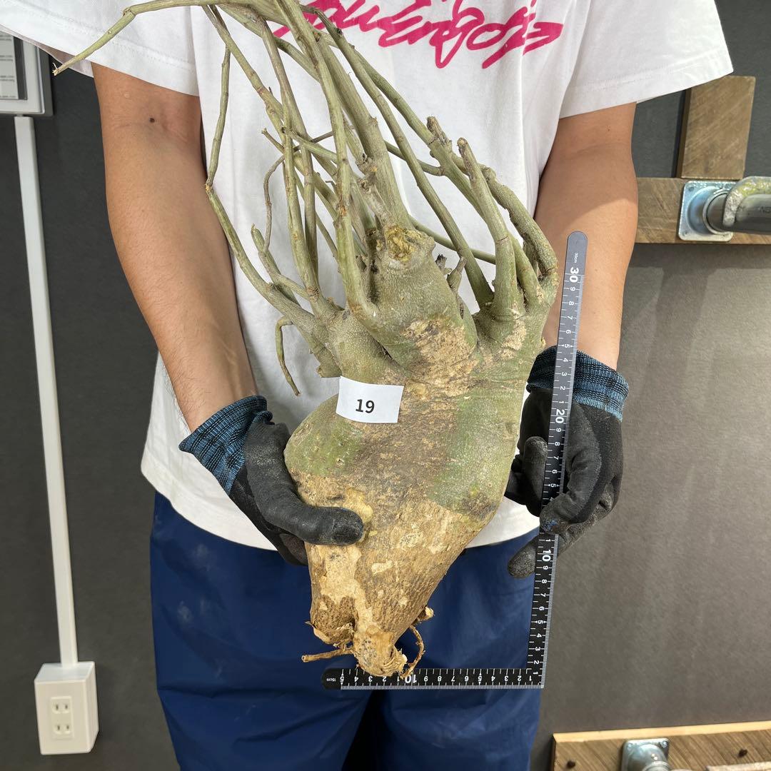 h*i様 19 激レア 超大株 アデニア ペチュエリー 現地球 鮮度抜群