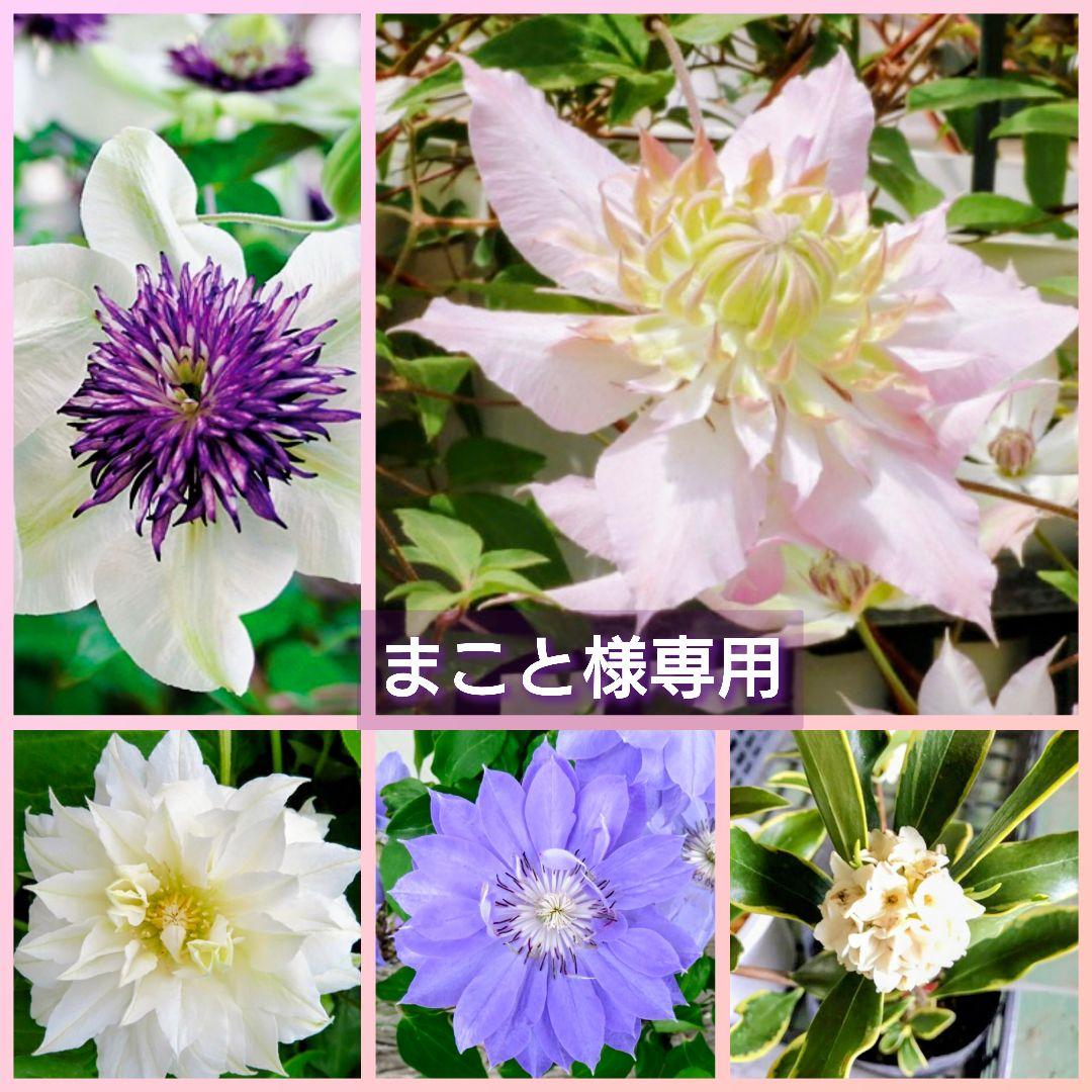 まこと　【クレマチス】八重咲き『テッセン』五弓桃万重『斑入り沈丁花』♪