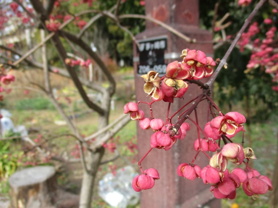 実写美⭕️【動作確認済】Canon IXY 200 PC2333 デジカメ