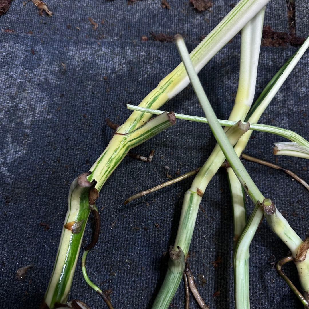 雨*♪様 斑入りモンステラホワイトタイガー大茎5株おまとめ
