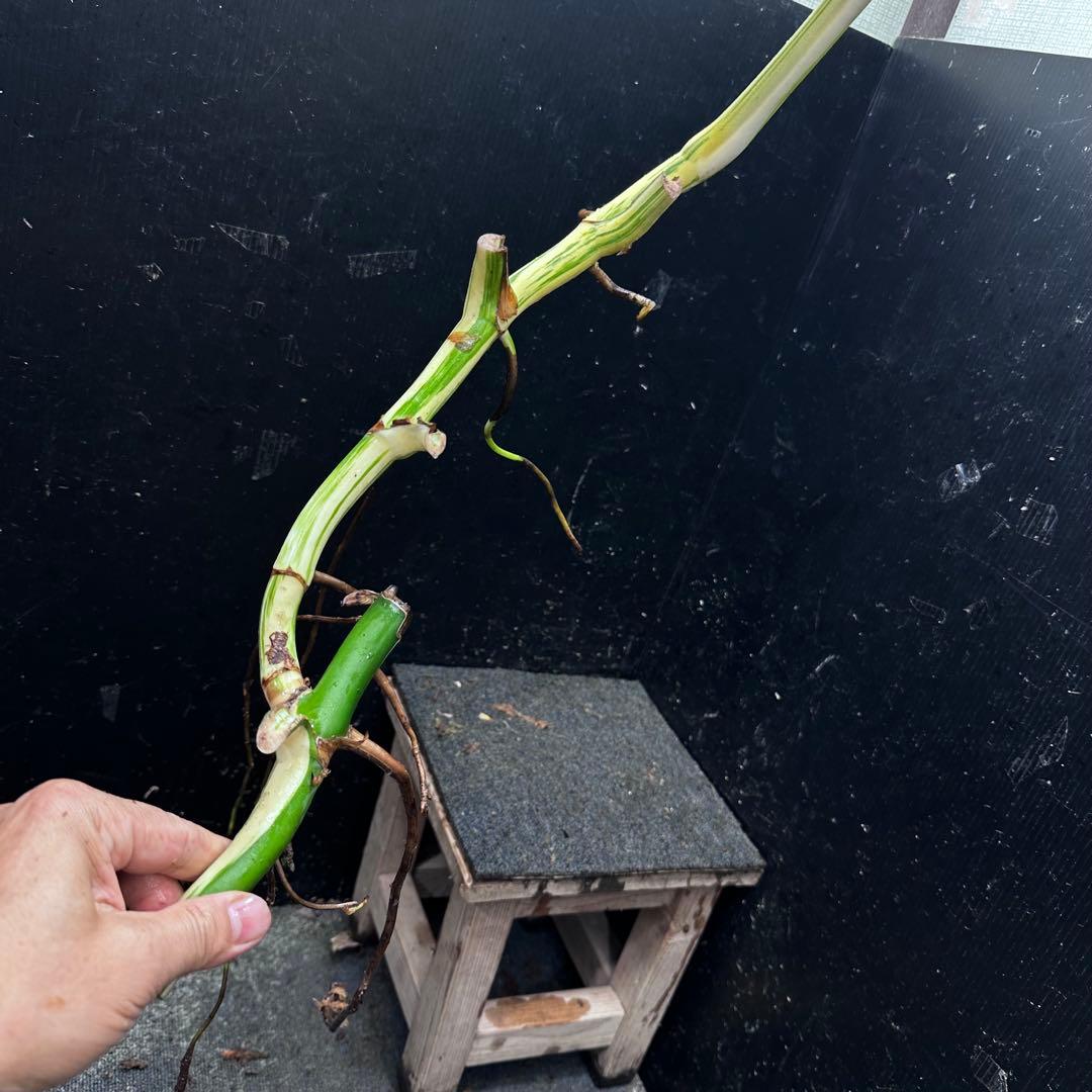 雨*♪様 斑入りモンステラホワイトタイガー大茎5株おまとめ