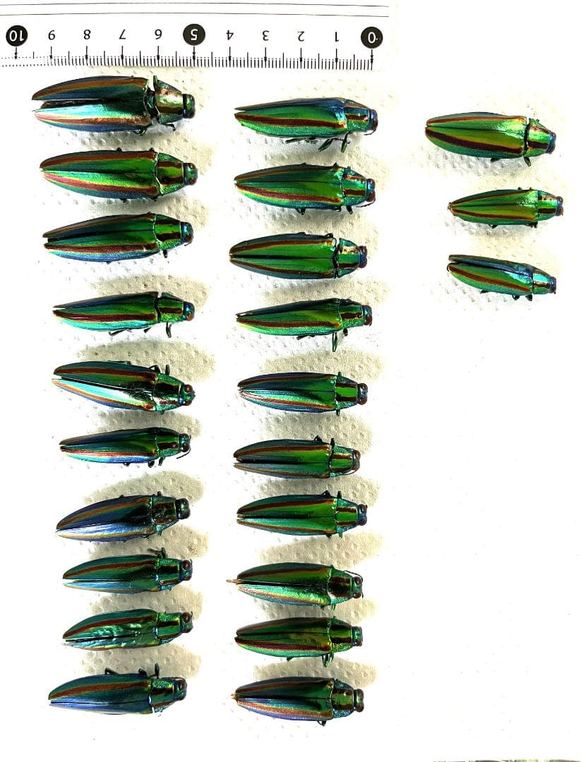 ヤマトタマムシ　森の宝石　個体23匹