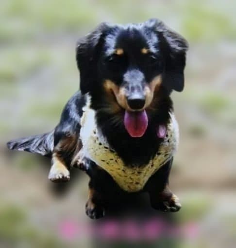 wakoです　トールペイント作品　似顔絵