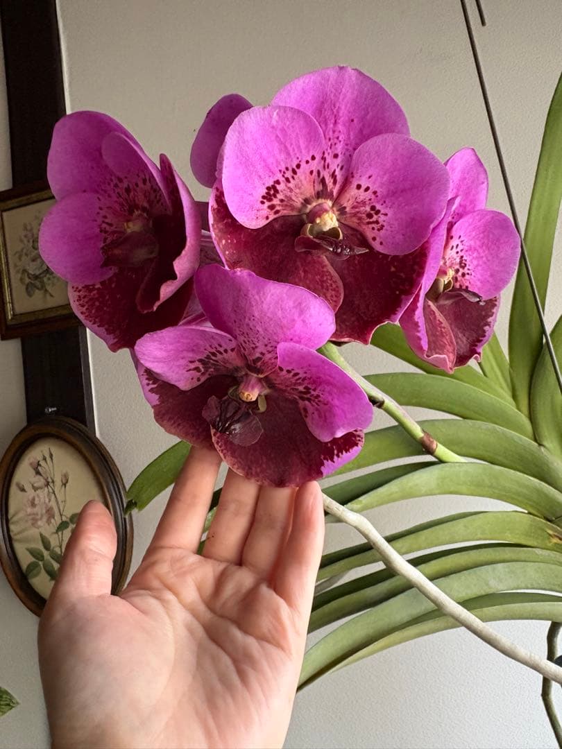 洋ラン バンダ 蘭 Renu Delight ツートン ①