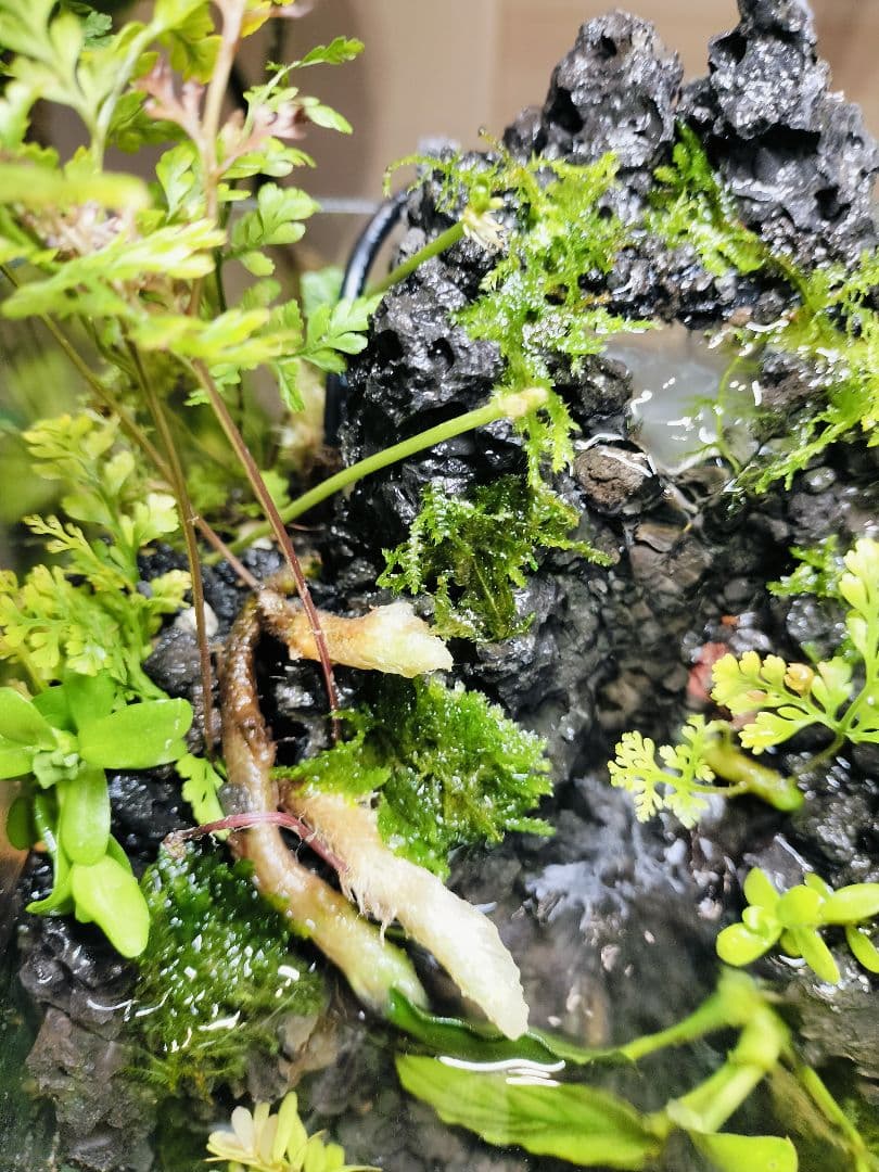 【rii】アクアテラリウム完成品_滝の流れる15cmキューブ水槽