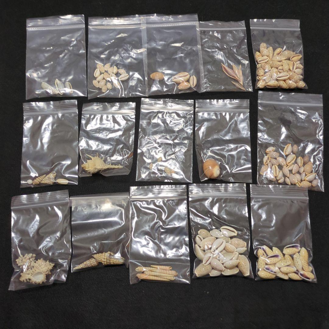 下*田様 貝殻　まとめ売り　（タカラ貝等々…）　標本