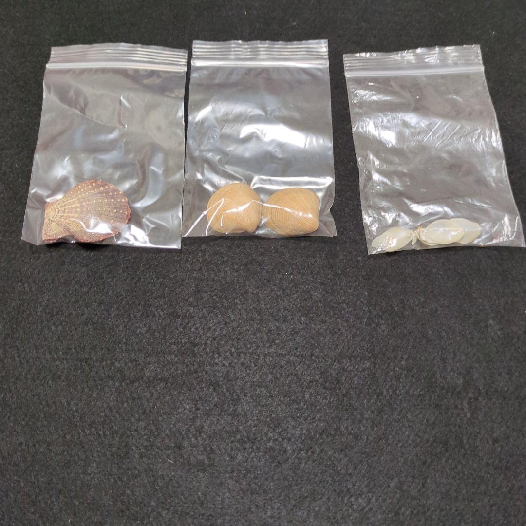 下*田様 貝殻　まとめ売り　（タカラ貝等々…）　標本