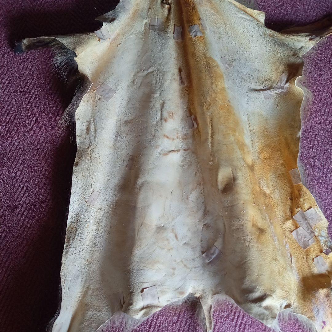 鹿の毛皮 壁掛け装飾