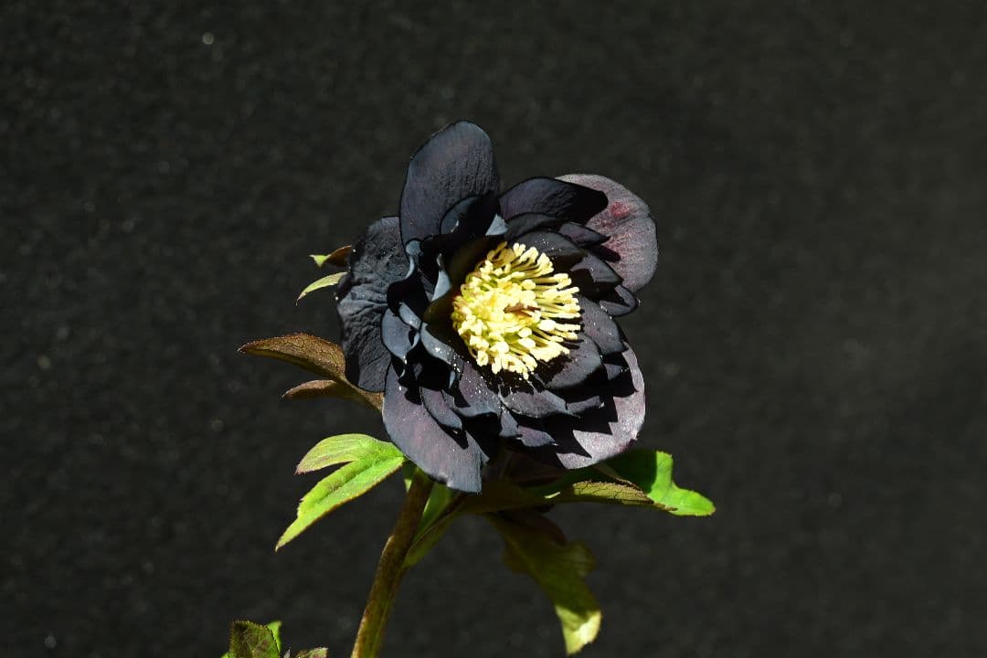 クリスマスローズ　ddブラック　加藤農園