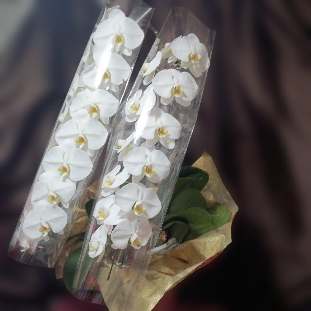 胡蝶蘭　生花　花鉢　3本立ちロング