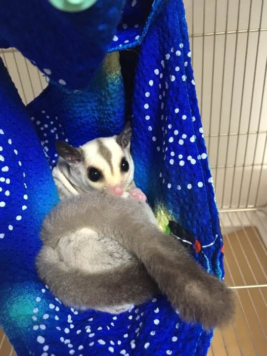 モモンガハウス(花柄・紺)   特大サイズ   夏仕様 涼しい夏生地を使用❗️