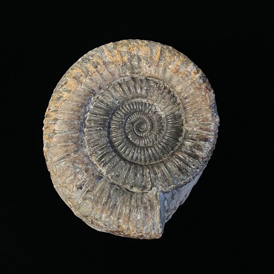 アンモナイト　化石　イングランド 産