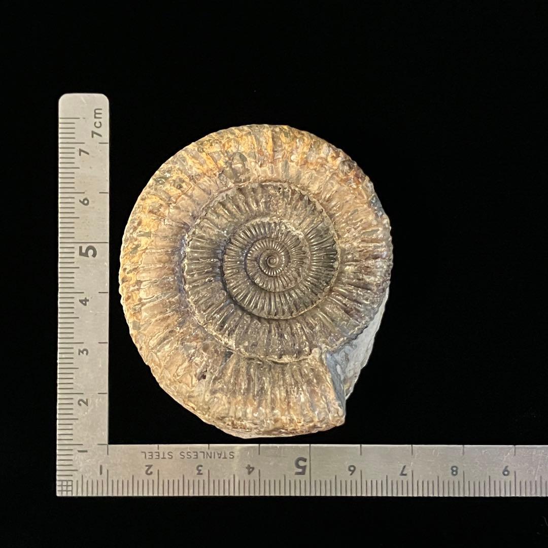 アンモナイト　化石　イングランド 産