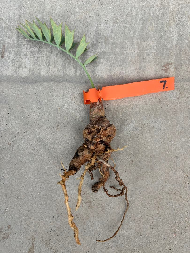 【南ア産・発根済】エンセファラルトス・ホリダス 約2cm｜No4-7