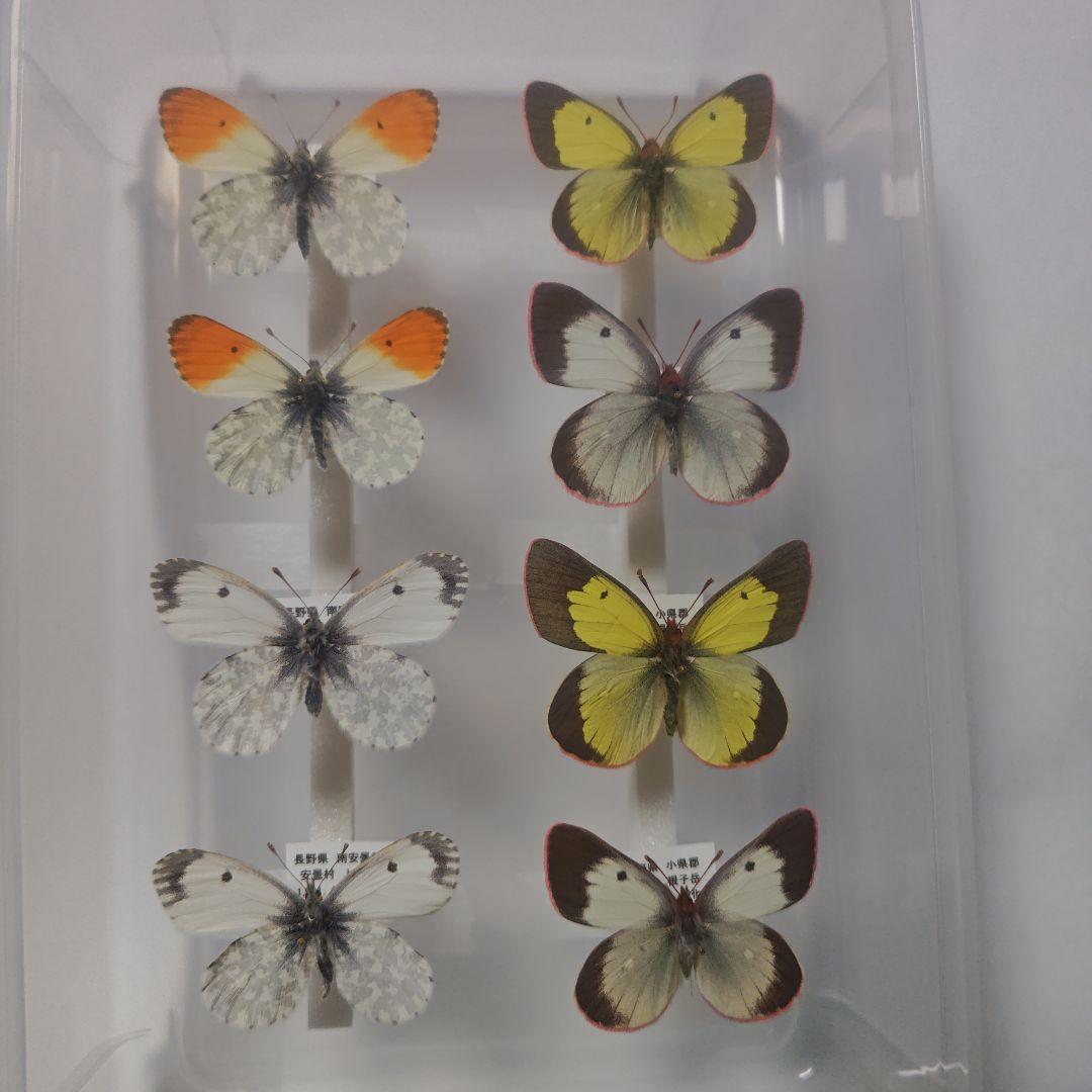 蝶の標本　アルプスモンキ、アサマモンキ、クモマツマキチョウ８頭セット　規制前飼育