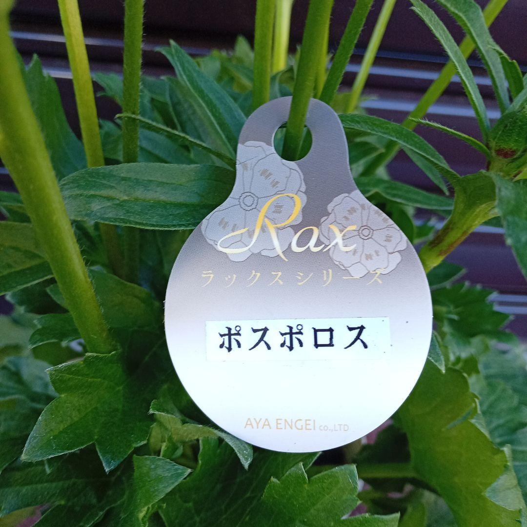 希少品種ラナンキュラスラックス ポスポロス 鉢花5号　55ｃｍ　現物発送