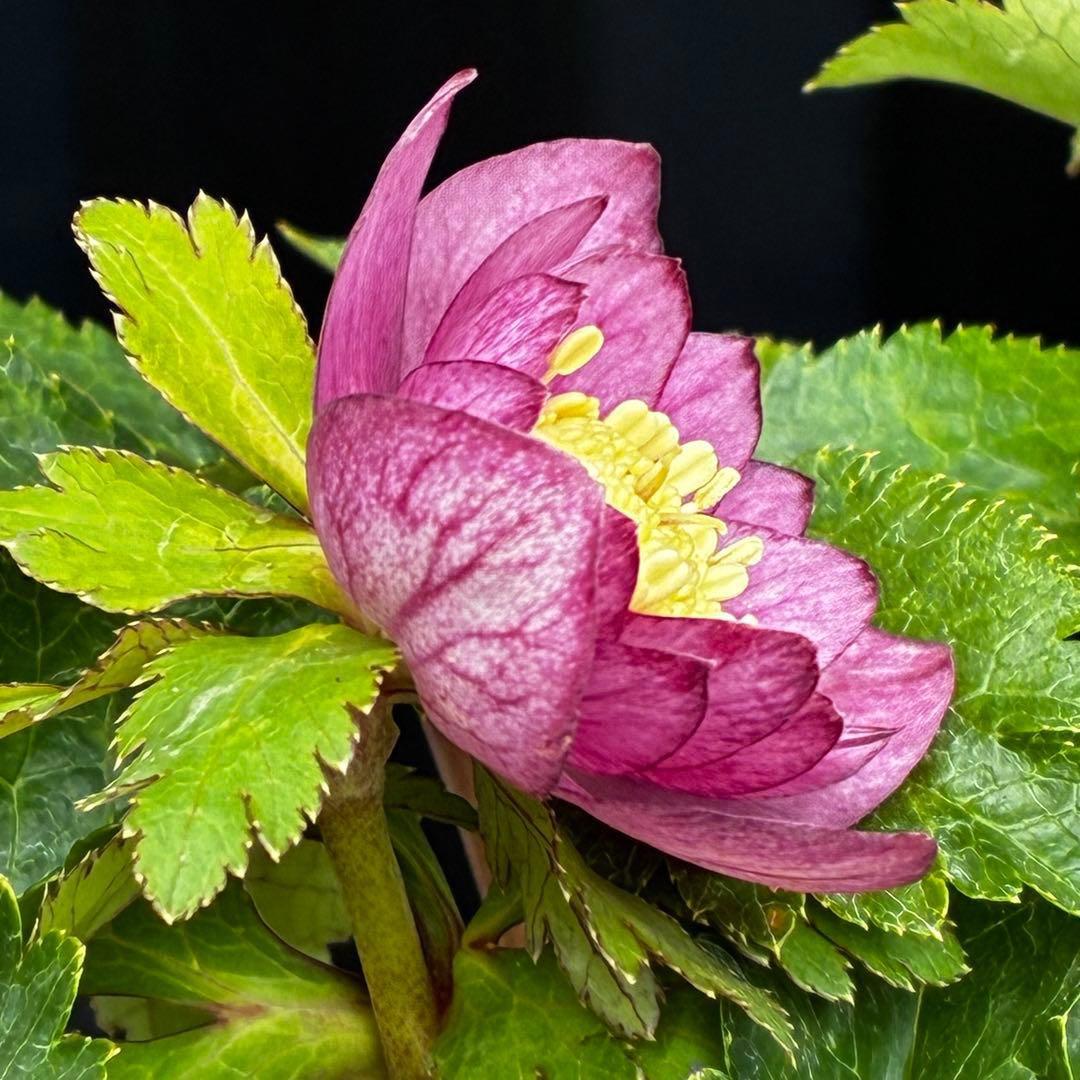 ˙*⋆様 3539☘️蕾花タグ付☘️蜃気楼交配⭐️特殊発色⭐️小輪⭐️オーレア⭐