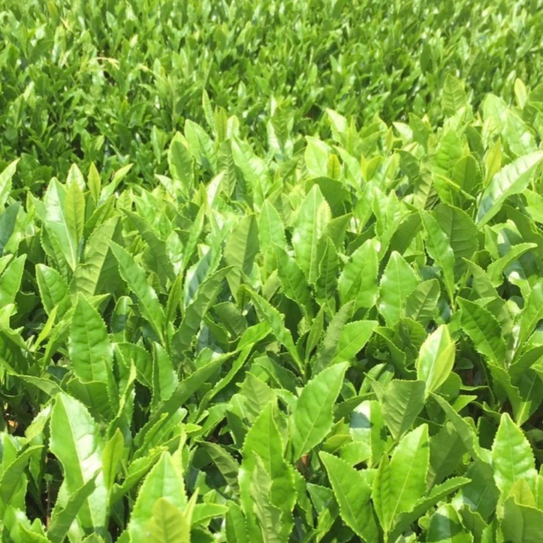 八女茶，緑茶(特上煎茶)20袋　nume★です。