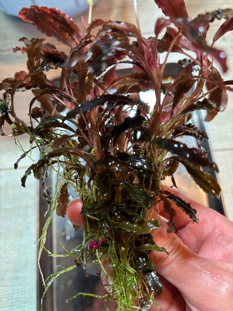 【極美ラメ、群生株】ブセファランドラ・クダガン