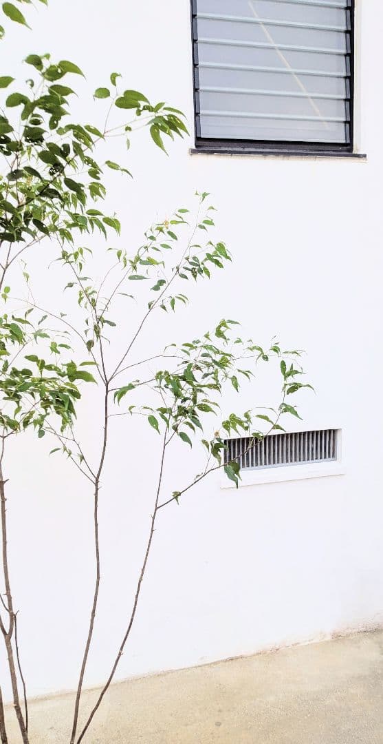 優秀。山採りハイノキ。