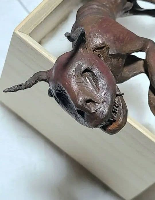 一点物「妖獣鬼鹿」のミイラ標本