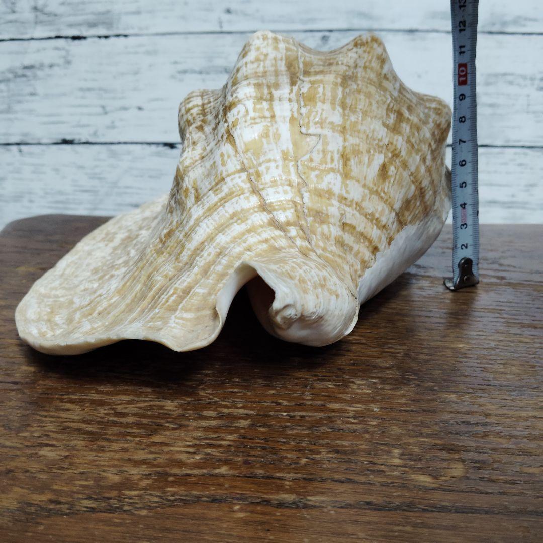 【希少・大型29cm】ブラジル産 ホラガイ 貝殻 天然石 インテリア 標本
