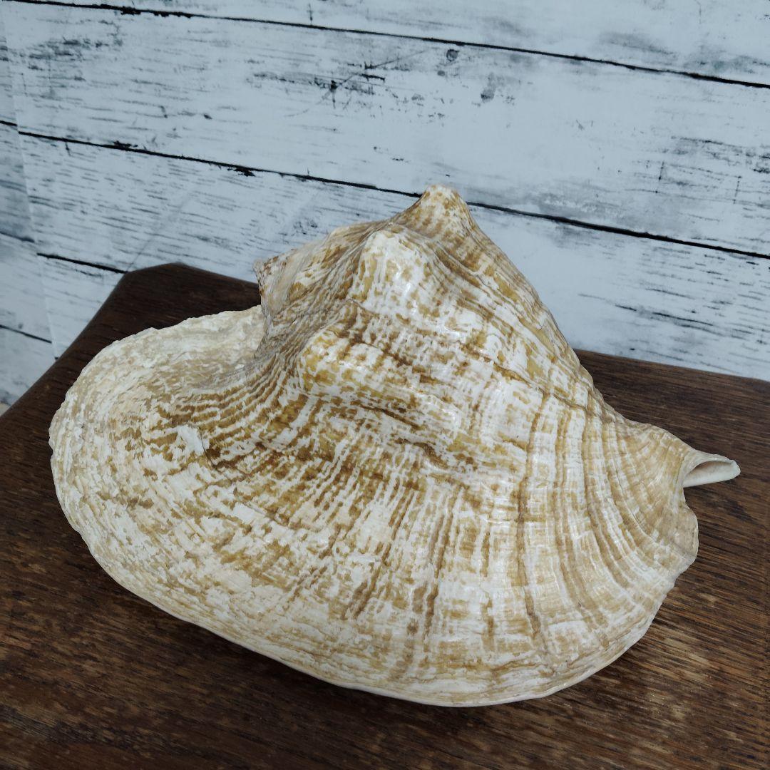 【希少・大型29cm】ブラジル産 ホラガイ 貝殻 天然石 インテリア 標本