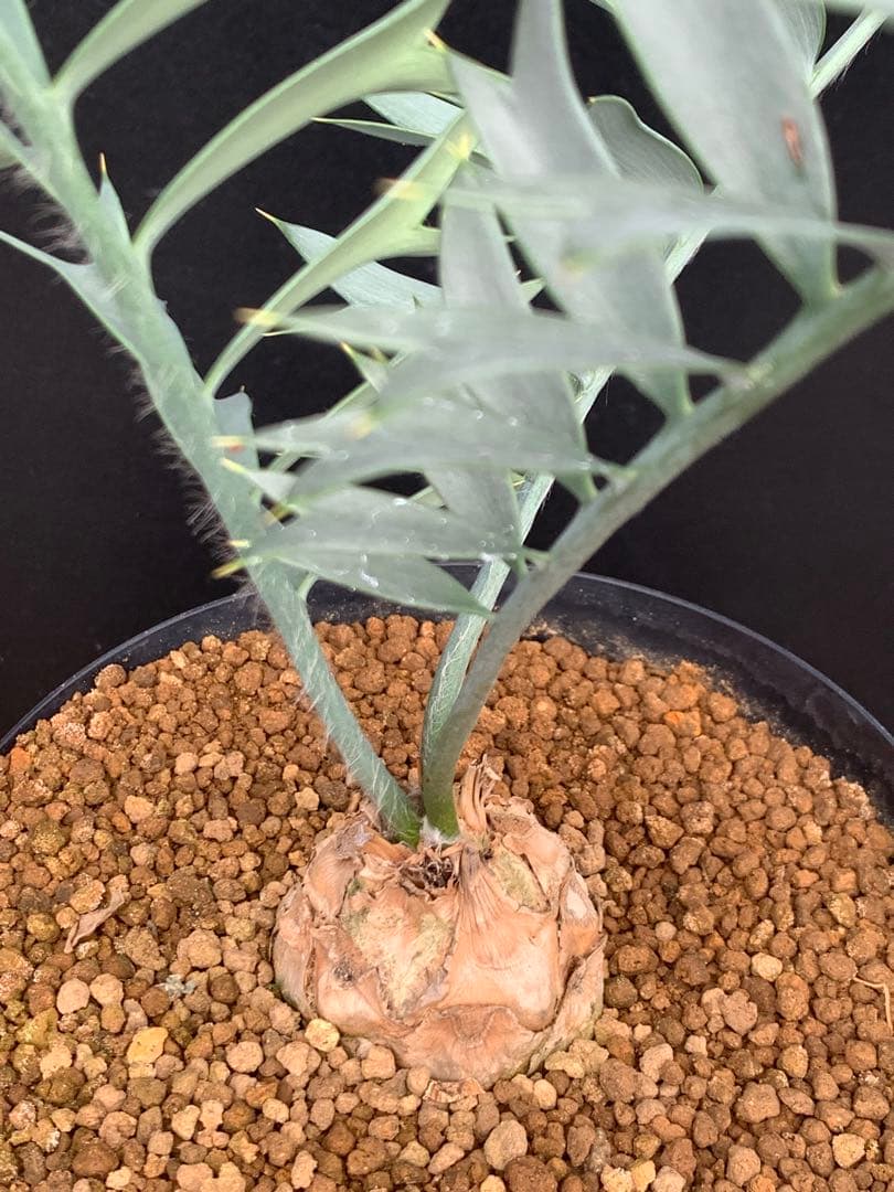 【発色良好】エンセファラルトス・ホリダス｜シャープ葉・優良個体No3-24