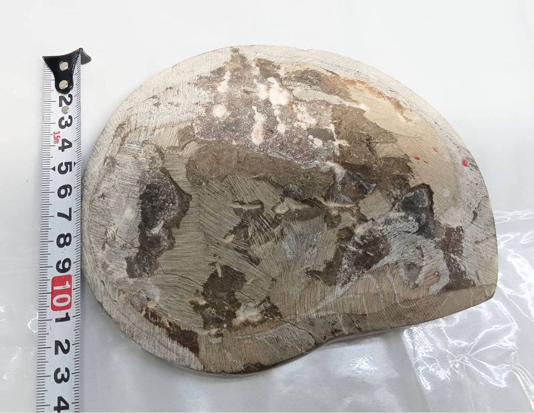 希少 アンモナイト 化石 標本 インテリア 置物 アンティーク