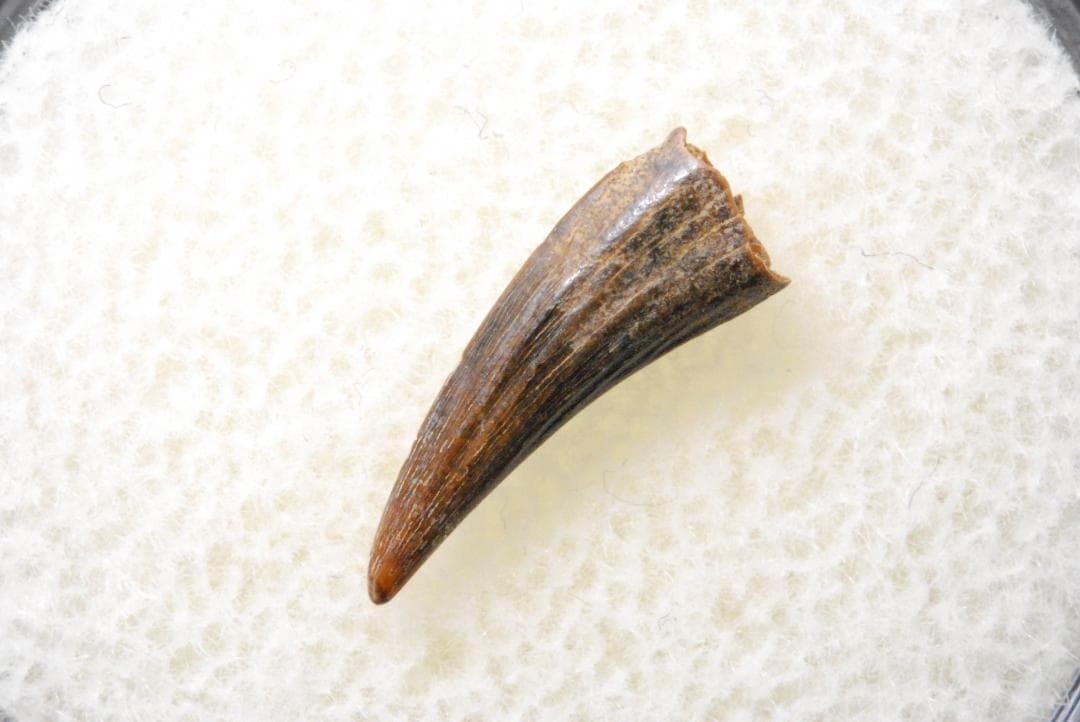 恐竜の歯 [DS398] パロニコドン 化石 希少 レア