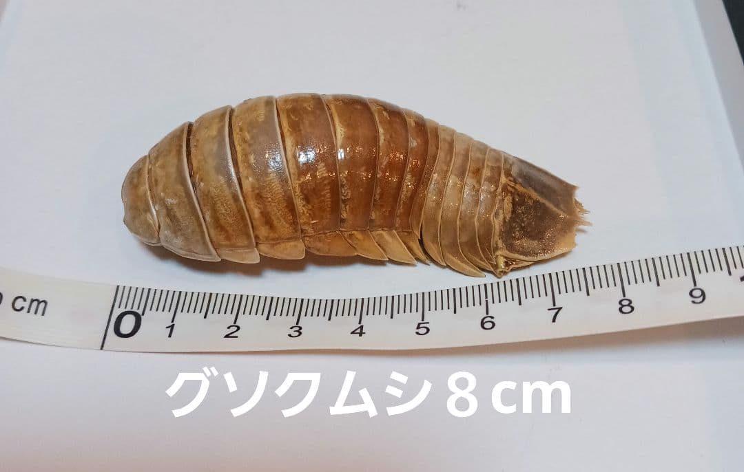 グソクムシ標本　 約8cm