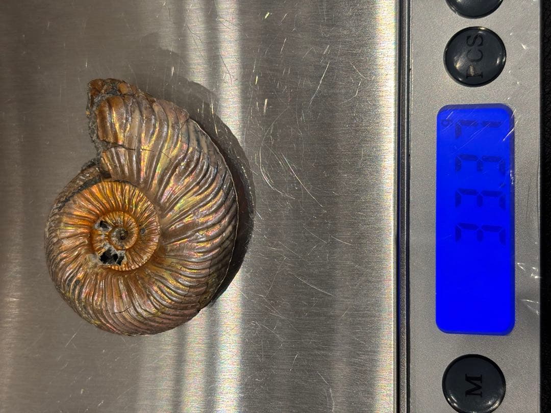 化石　クエンステッドセラス　アンモナイト