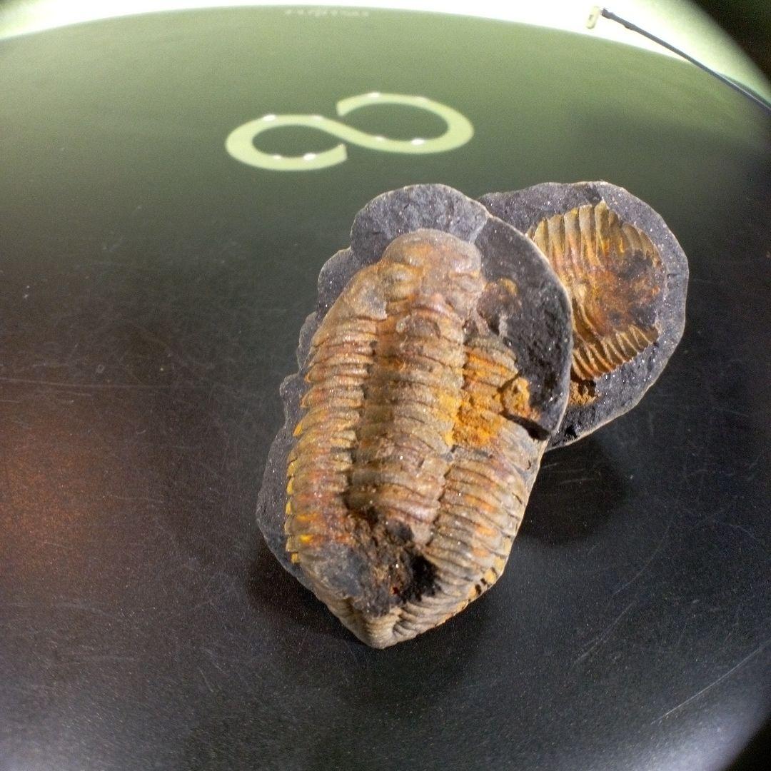 三葉虫　化石　fossil　ボリビア産　trilobite　ノジュール管理⑦