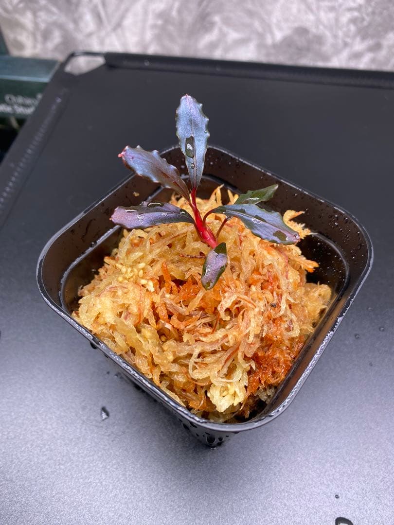 Bucephalandra sp.Ghost kalimantan ②