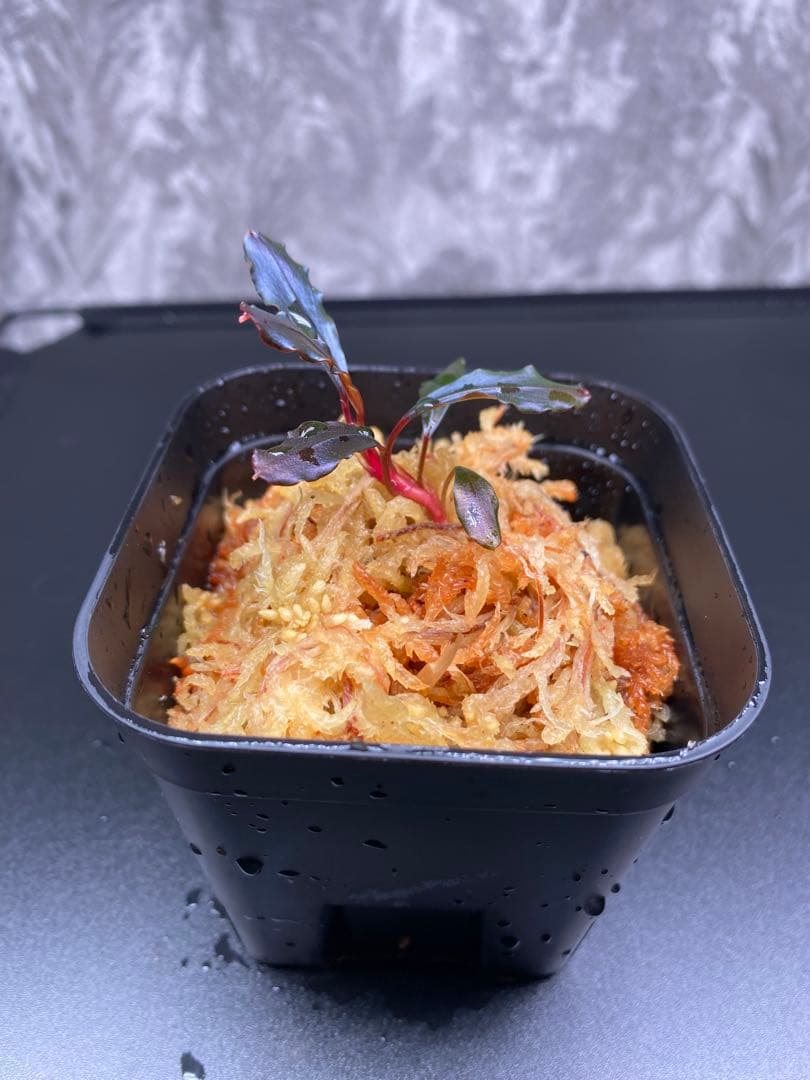 Bucephalandra sp.Ghost kalimantan ②