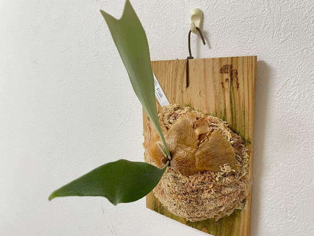 オリジナル pup vellii ベリー ビカクシダ veitchii