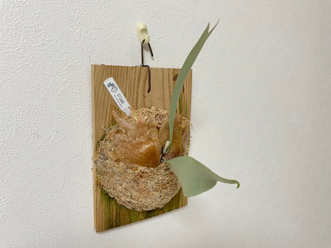 オリジナル pup vellii ベリー ビカクシダ veitchii