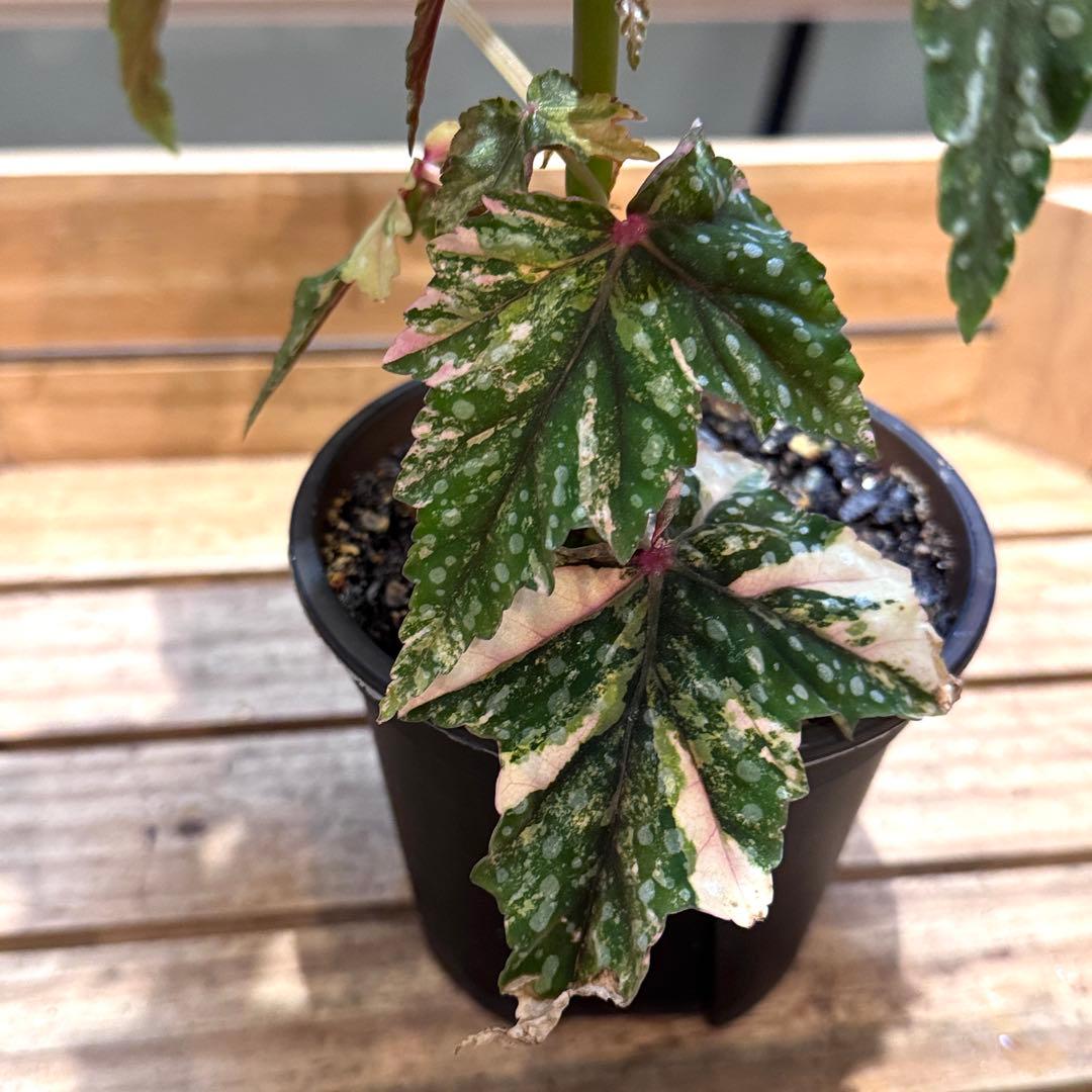 R*9様 10 ベゴニア　イズモノキラボシ　斑入り　ピンク斑に変化　激激レア　日