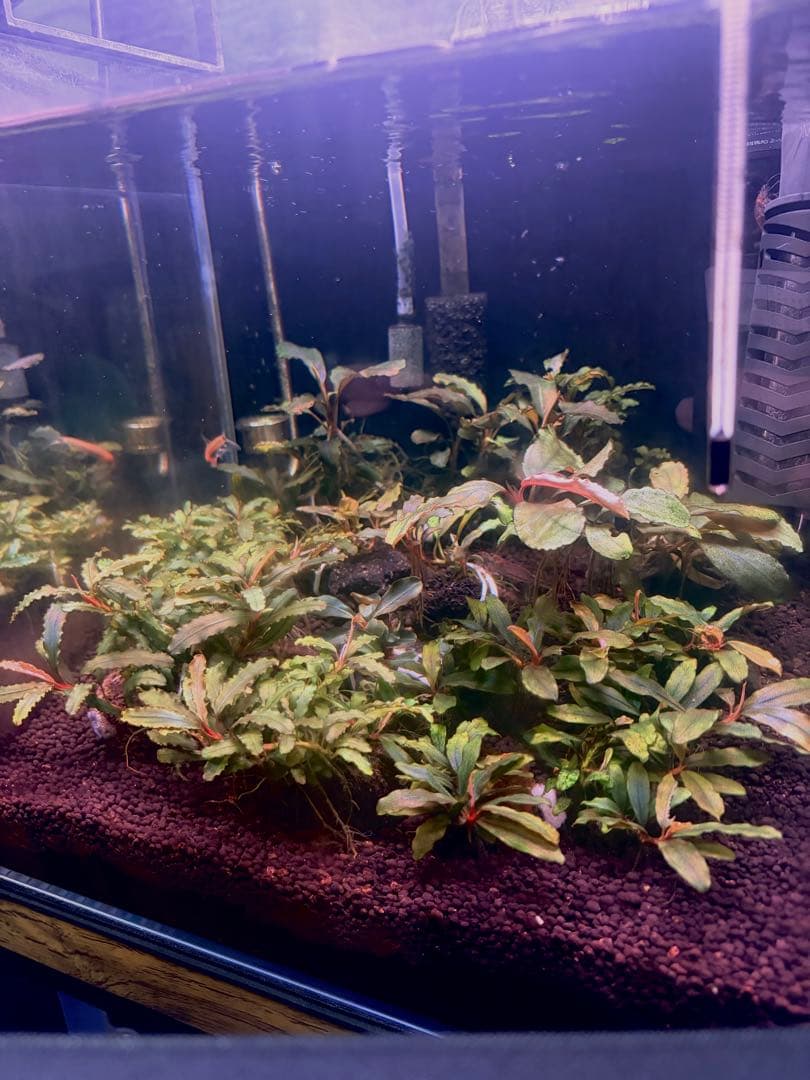 ブセファランドラ　まとめ売り