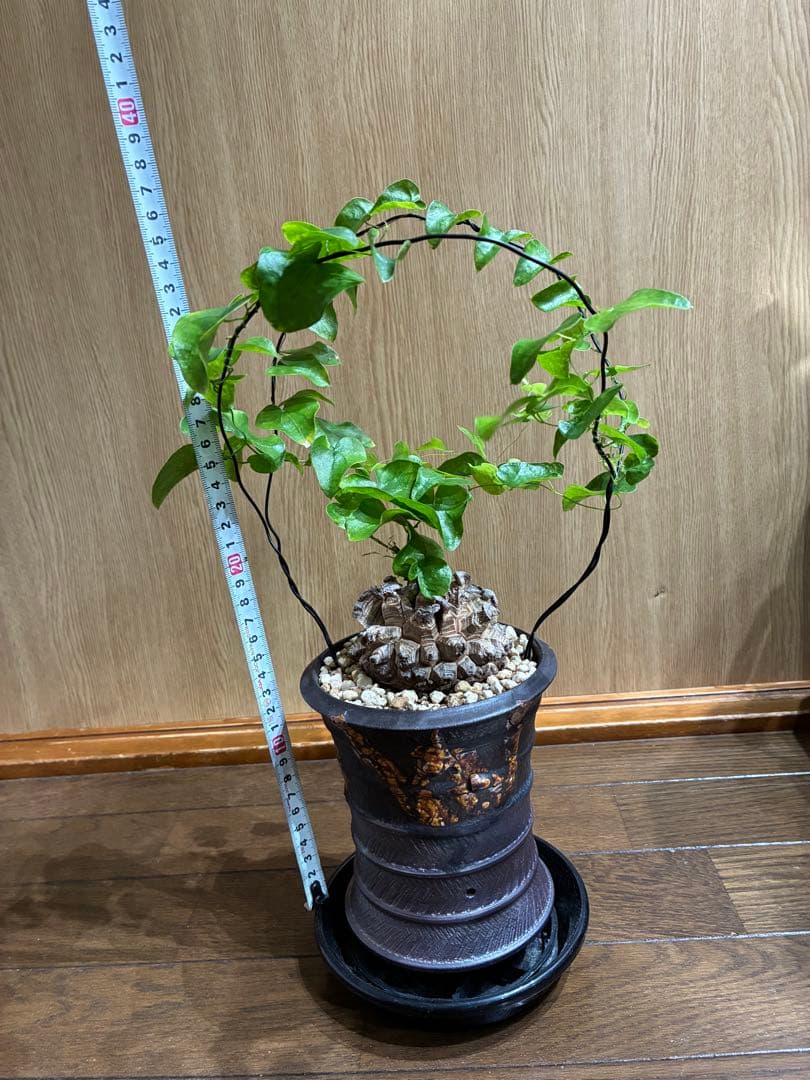 アルビ　美株　亀甲竜