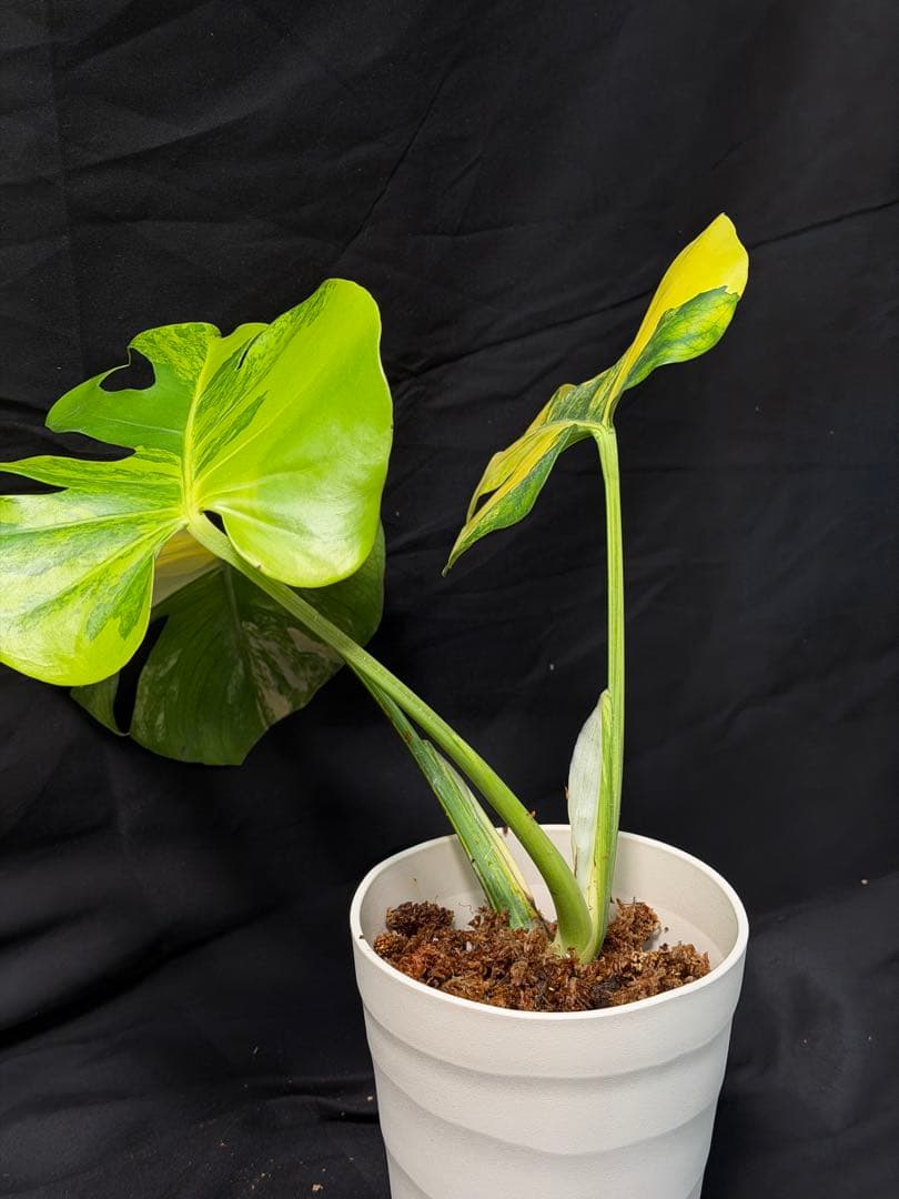 し*★様 1Bモンステラ デリシオーサ イエローマリリン 黄班 大株 オーレア