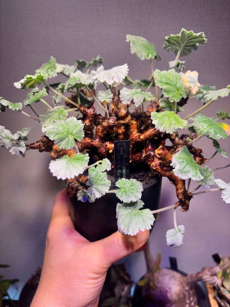 ペラルゴニウム　ミラビレ　発根済み