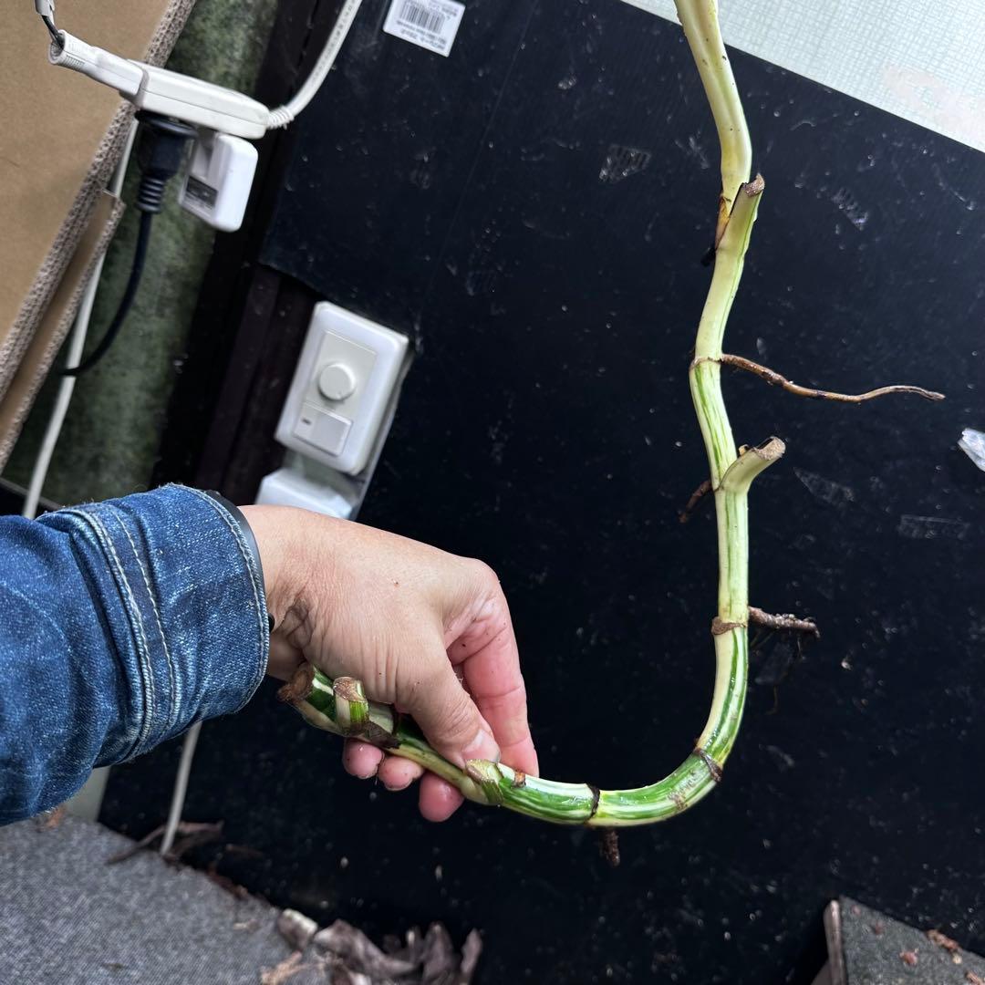 さ**様 斑入りモンステラホワイトタイガー大茎8株おまとめ