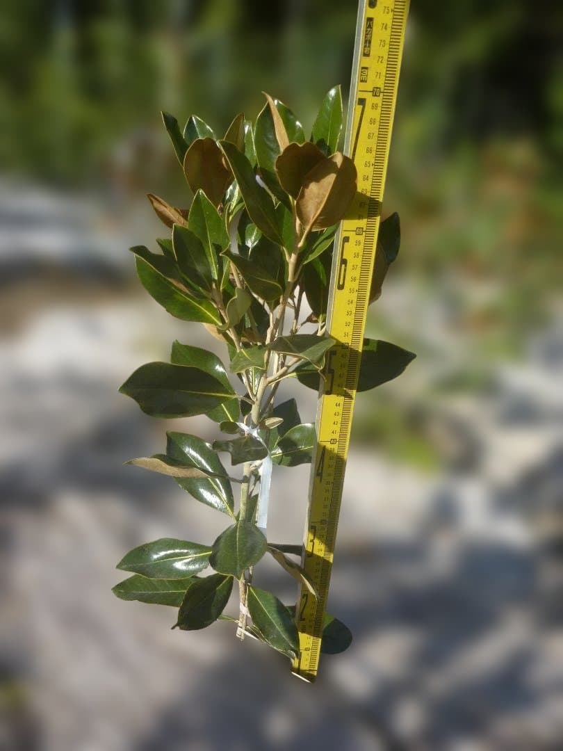 たける タイサンボク　リトルジェム